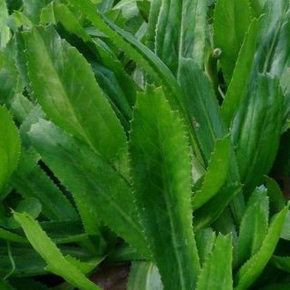 Cây giống mùi tàu