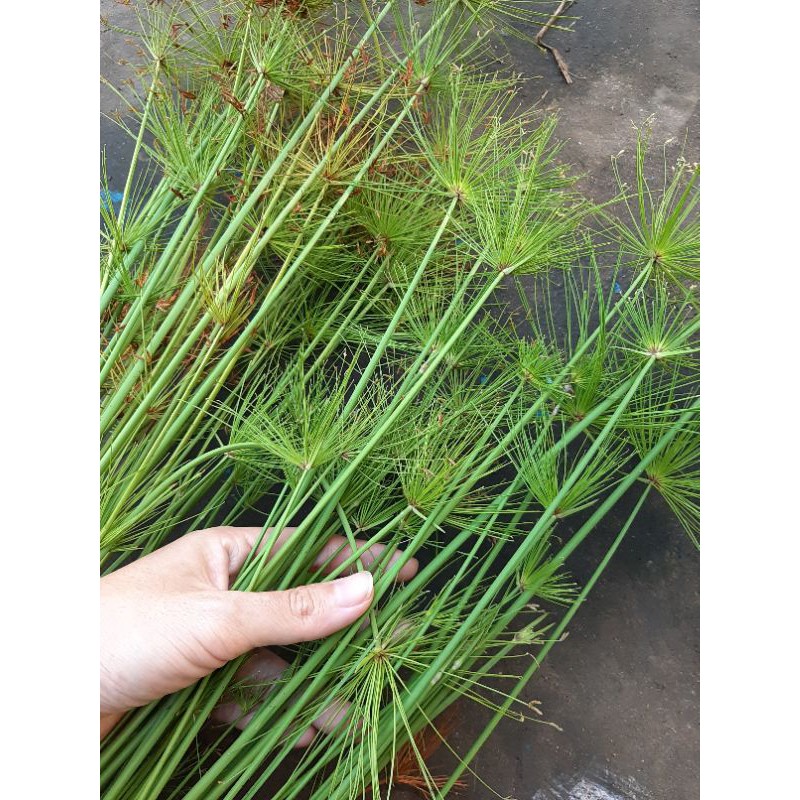 bụi cây thủy trúc thái