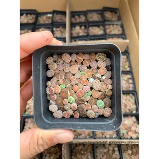 Combo chậu cây sen đá mông , sen Lithops , sen đá thạch lan size nhỏ