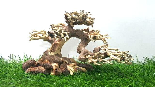 Lũa bonsai dùng cấy rêu