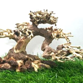 Lũa bonsai dùng cấy rêu (N 17- C10)