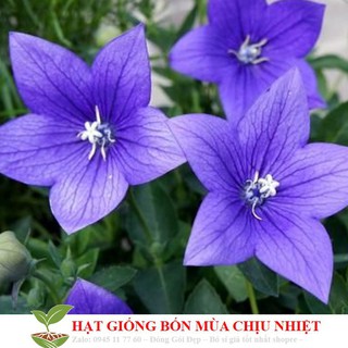 Hạt Giống Hoa cát cánh xanh blue 50 Hạt/ Gói ĐẾN MÙA TRỒNG TẾT luckyseed hạt siêu rẻ