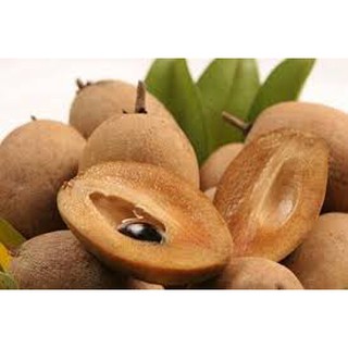 TẶNG 1 P.BÓN_COMBO 3 CÂY GIỐNG HỒNG XIÊM XOÀI - 88K
