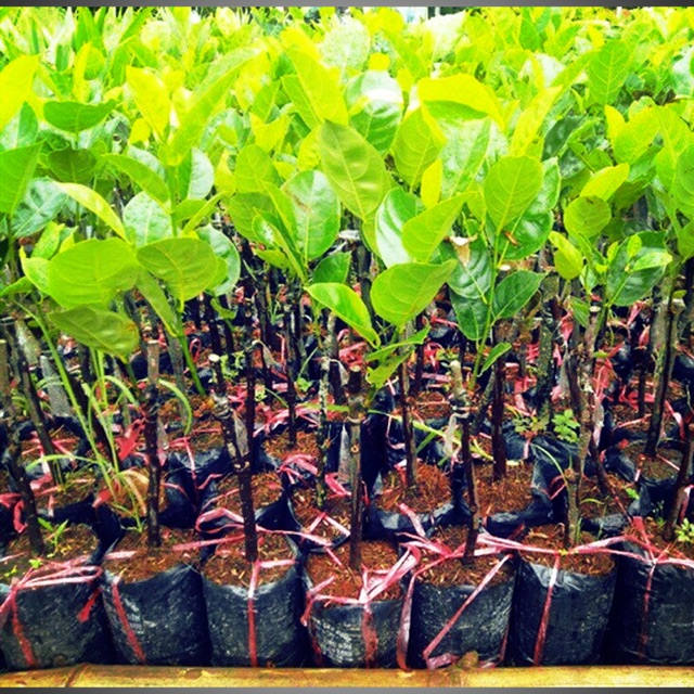 Cây Mít ruột đỏ INDO ( giống chuẩn )