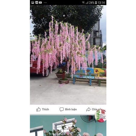combo 12 cành tử đằng