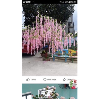 combo 12 cành tử đằng