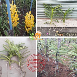 combo 2 cây lan mokara vàng beo cây giống cao từ 25-35cm