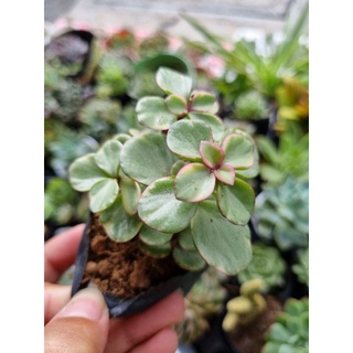 Combo 10 sen đá size bầu 5-7cm (10 loại khác nhau)