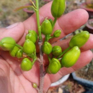 chậu cây hoa mai cây đẹp trưởng thành