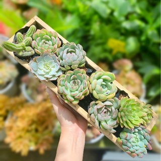 Chậu đất nung Envie ốp tường mới lạ (17*10*25cm)