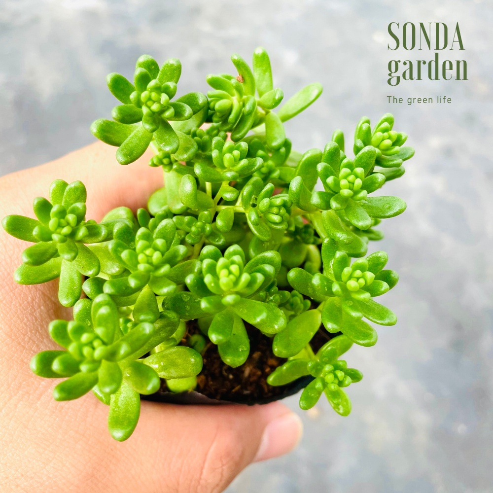 Sen đá sedum kẹo SONDA GARDEN size bé 5-8cm, cây cảnh trang trí nhà cửa, lỗi 1 đổi 1