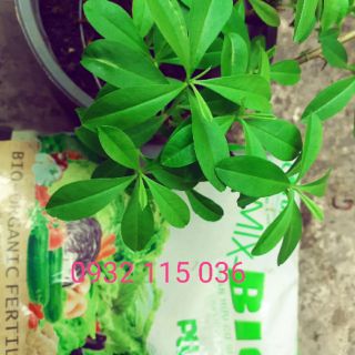 [Phân sinh học] phân bón hữu cơ sinh học Trimix Bio Điền Trang 2,5kg