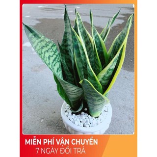 Chậu Lưỡi Hổ