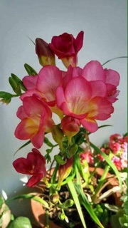 Combo 10 củ Lan nam phi đủ màu