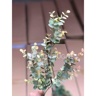 Lá táo điểm cao cấp