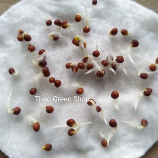  Hạt giống cải Pakchoi Tím (Red Ruby) 200 hạt