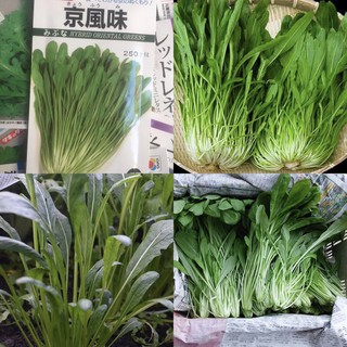 HẠT GIỐNG CẢI HƯƠNG GIÒN KYO MIZUNA