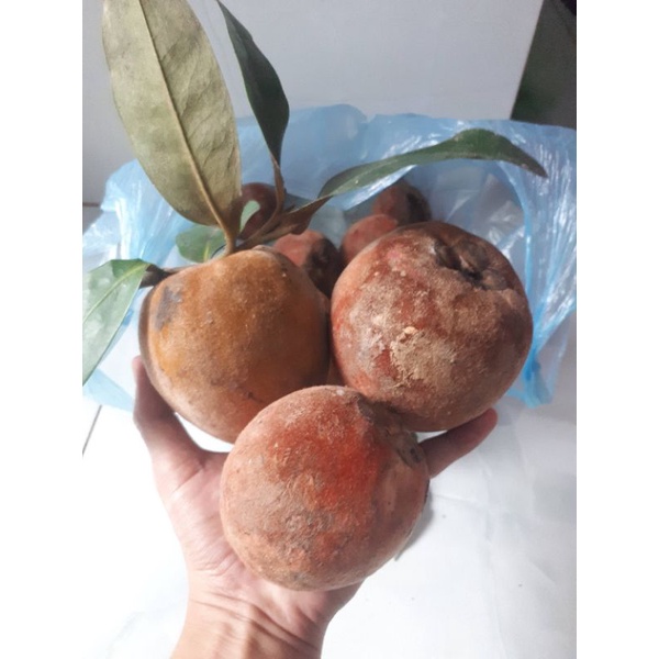 Combo 10 cây hồng nhung Sóc Trăng 4 lá
