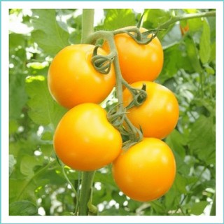 20h - HẠT GIỐNG CÀ CHUA CHERRY VÀNG