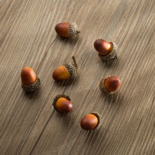 Phụ kiện chụp ảnh Hạt sồi