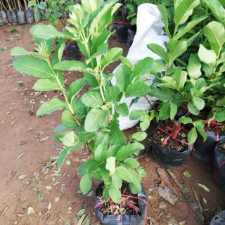 Cây ổi lai lê choai đang hoa