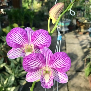 (1 chậu) Hoa lan dendro lai hồ điệp - màu hồng sọc, đang hoa