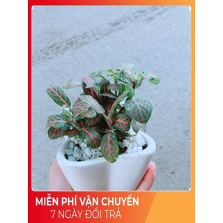 Chậu Cẩm Nhung Đỏ (lá may mắn)