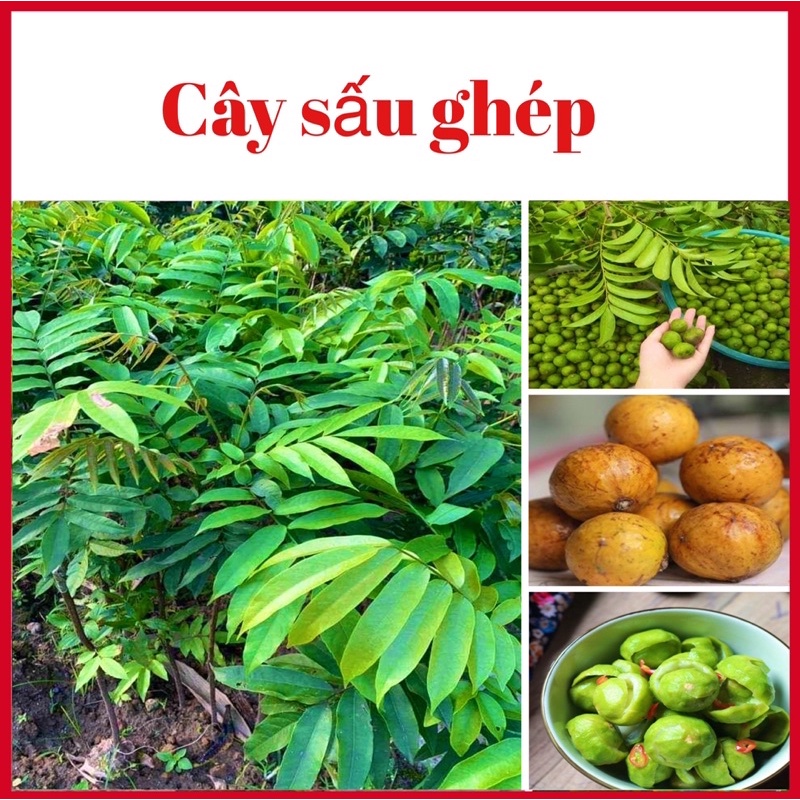 Cây sấu ghép giống cao 60-90 cm khoẻ mạnh dễ trồng