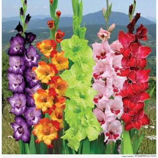 Củ hoa lay ơn đủ màu 1 củ