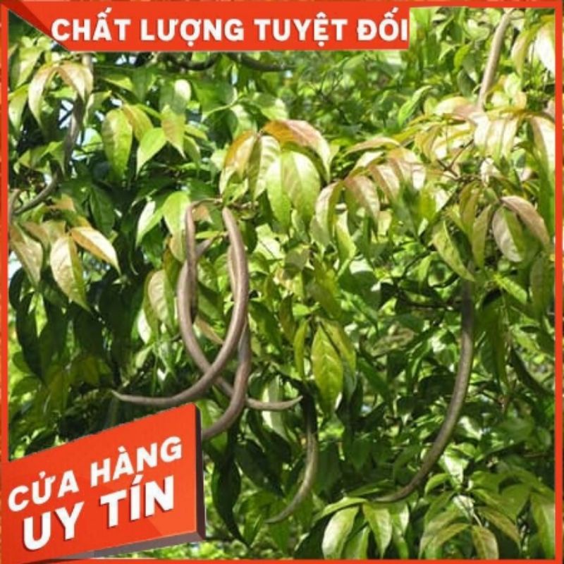 1kg Cây quao tươi - Cây quao nước
