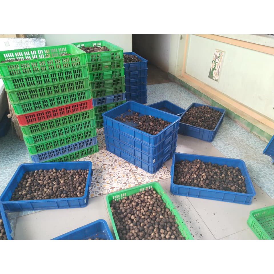 1kg Tỏi đen Hoshi loại 3 | BigBuy360 - bigbuy360.vn