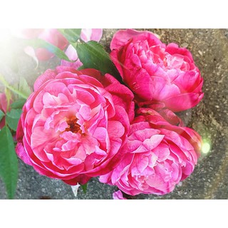 Cây hồng cổ Huế chuẩn (cây nhi đồng)