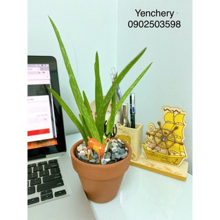 🌴 chậu cây nha đam mini tặng chậu đá+ soải(bao đẹp)