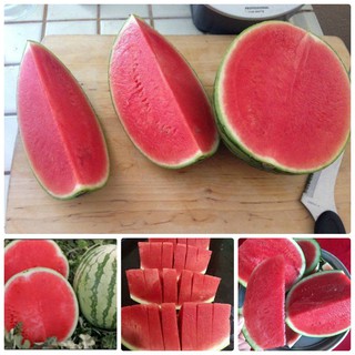 Hạt giống Dưa hấu không hạt F1