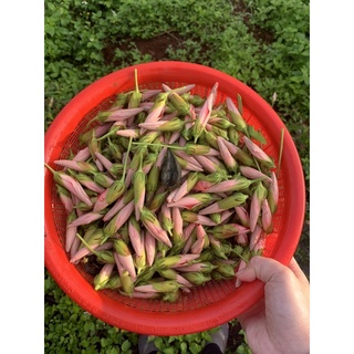 Trà hoa sâm bố chính