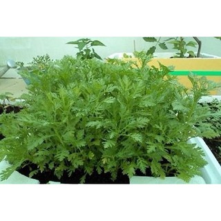 Hạt giống Rau tần ô (20g)