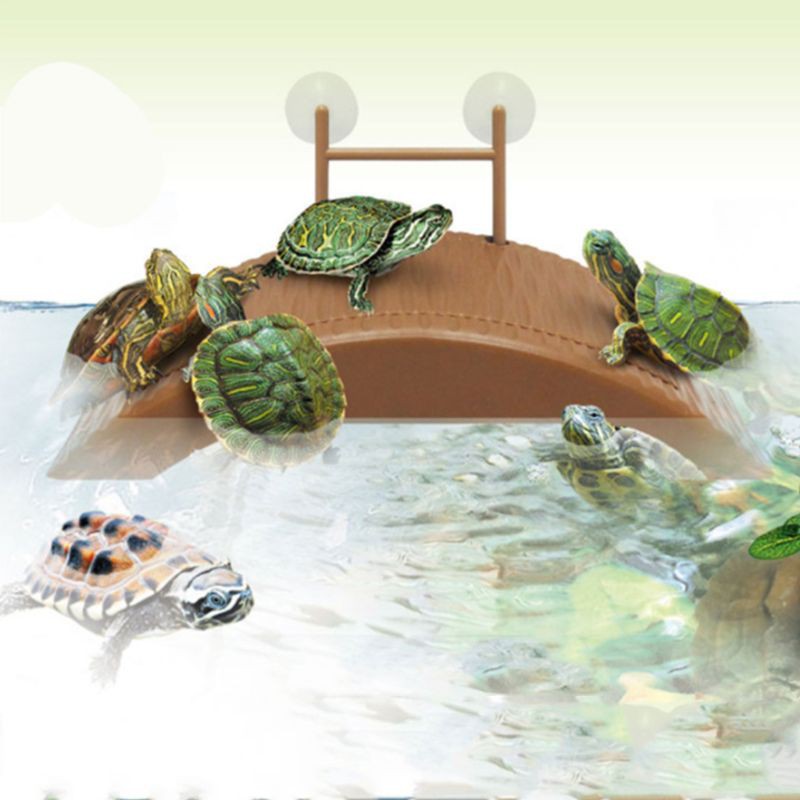 Bệ trang trí bể nuôi rùa độc đáo có thể điều chỉnh chiều cao