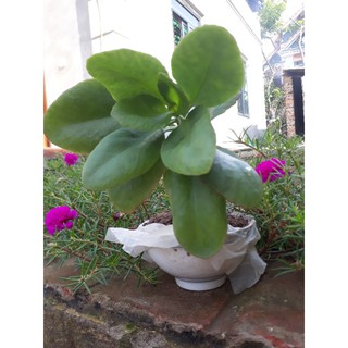 Cây giống lá bỏng