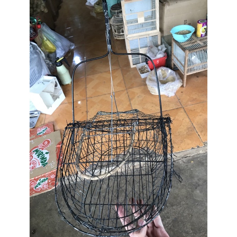 Lụp đen bẫy choè than, chào mào