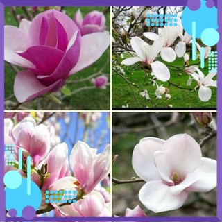 Hạt Giống Hoa Mộc Lan mix .