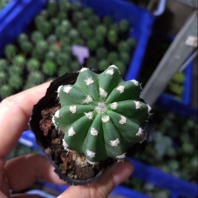 Xương rồng Echino