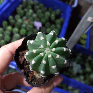 Xương rồng Echino