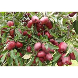 CÂY GIỐNG LÊ ĐỎ NAM PHI SIÊU QUẢ SIÊU KINH TẾ-CAM KẾT GIỐNG CHUẨN F1 - CGLDNPSQ