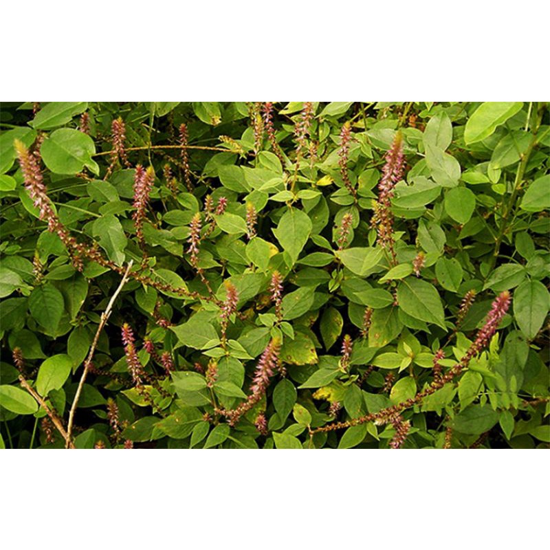 Cỏ xước tươi 1 kg