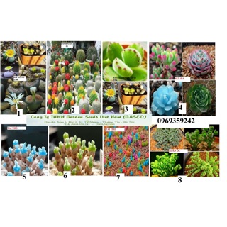 Hạt giống Xương rồng cảnh, sen đá. tai thỏ, thạch lan , đá sống lithops, xương rồng mini tỷ lệ nảy mầm 100%