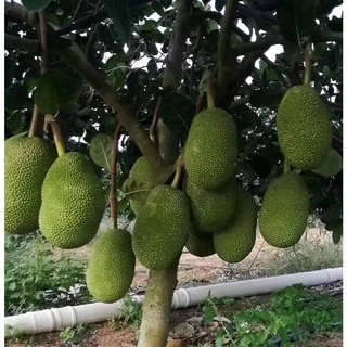 Cây giống mít thái lan
