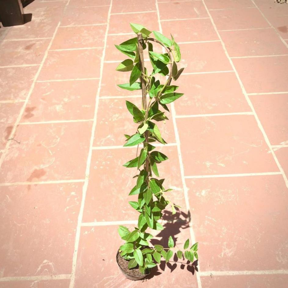[HOT] Cây kim ngân hoa cao 60cm - cây dược liệu -Tặng Kèm Phân Bón