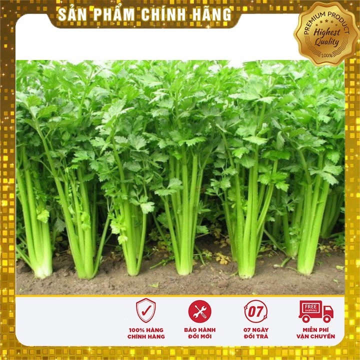 Hạt giống cần tây Mỹ LUCKY SEED