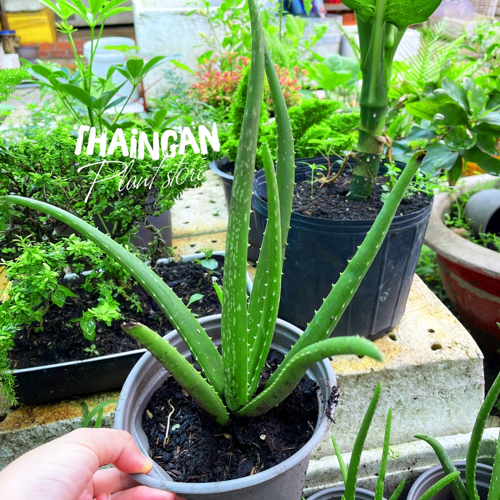 Cây Nha Đam Thái - Vườn Ươm Thái Ngân