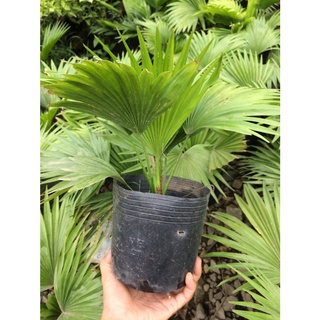 Cây cọ cảnh 55k đặt bàn văn phòng làm việc